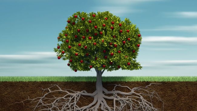 Planted for a Purpose: To Bear God's Fruit